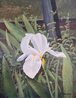 Big Red Oak White Iris by Charlie Warner