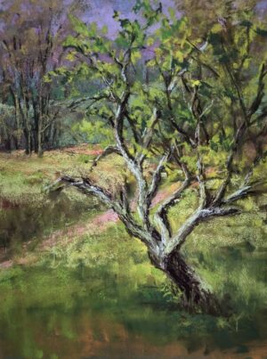 Old Apple at Big Red Oak by Marsha Savage