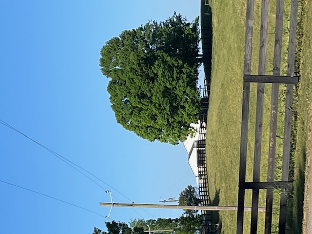 Three Trees Tree photo by Rhonda Hancock